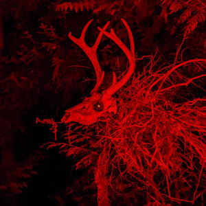 Meet your Posher, Kailani